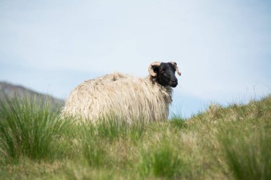 Manzara İrlanda. Koyun otlatma, Connemara Galway County
