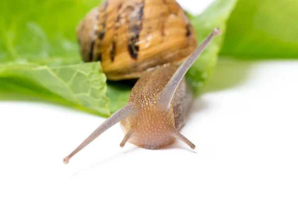 绿色沙拉叶 孤立在白色背景上的蜗牛 — 图库照片