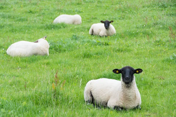 Landscapes of Ireland. Sheep grazing, Galway count