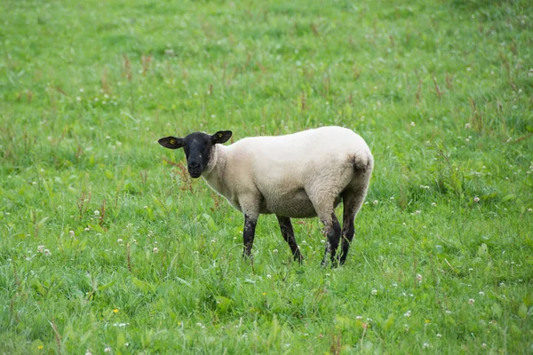 Τοπία Της Ιρλανδίας Πρόβατο Βοσκή Galway Καταμέτρηση — Φωτογραφία Αρχείου
