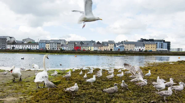 Krajobrazy Irlandii Miasto Galway Rzeki Corrib — Zdjęcie stockowe