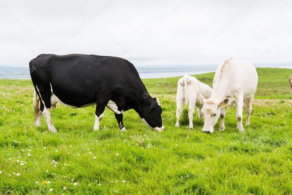 Landscapes of Ireland. Cows grazing near Cliffs of moher