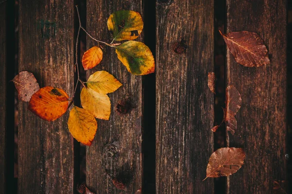 Tote Blätter Auf Der Bank Herbst Und Herbst Hintergrund — Stockfoto