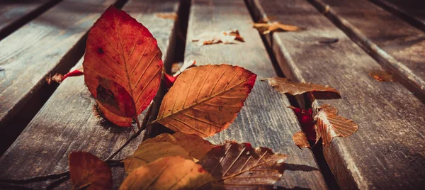 Tote Blätter Auf Der Bank Herbst Und Herbst Hintergrund — Stockfoto