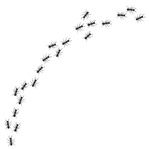 Μια Σειρά Από Μυρμήγκια Εργαζόμενος Βαδίζοντας Αναζήτηση Τροφής Εικονογράφηση Διάνυσμα — Διανυσματικό Αρχείο