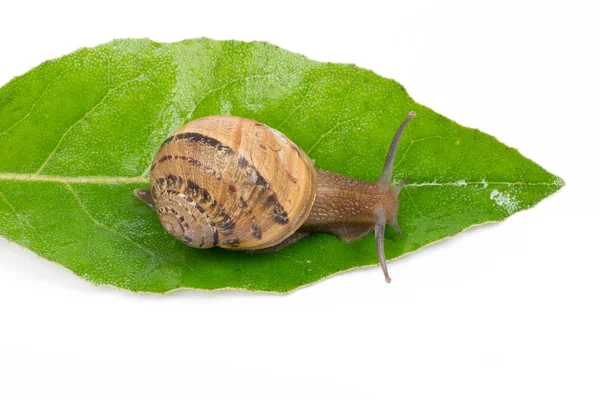 绿色叶子 孤立在白色背景上的蜗牛 — 图库照片