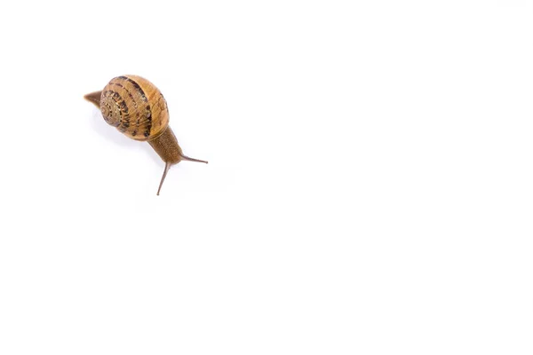 蜗牛在白色背景与副本空间隔离 — 图库照片
