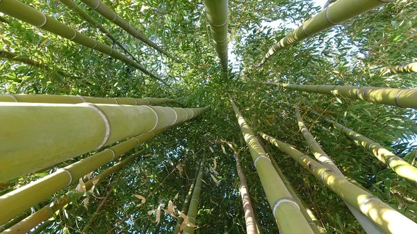 Bamboo grove, bamboo forest natural green background