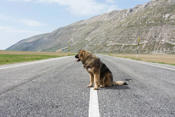 山の道に捨てられていた混合された品種犬 — ストック写真