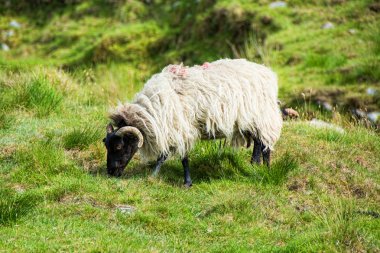 Manzara İrlanda. Koyun otlatma, Connemara Galway County