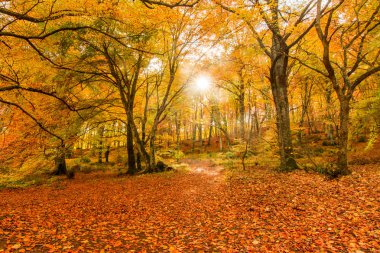 Monti Cimini, Lazio, İtalya yaprakları. Bir beechwood sonbahar renkleri. Beechs sarı yaprakları ile