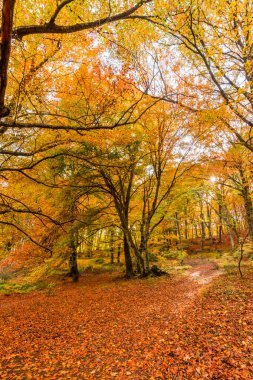 Monti Cimini, Lazio, İtalya yaprakları. Bir beechwood sonbahar renkleri. Beechs sarı yaprakları ile