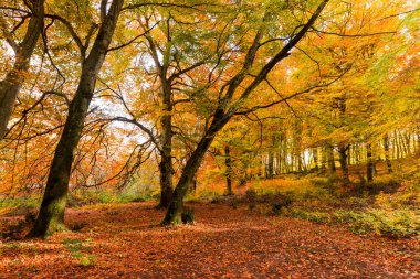 Monti Cimini, Lazio, İtalya yaprakları. Bir beechwood sonbahar renkleri. Beechs sarı yaprakları ile