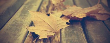 Tezgah, afiş ve arka plan bitki örtüsü ve sonbahar konsepti için ölü yaprakları