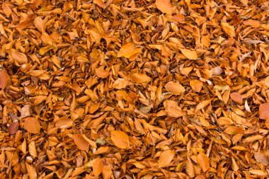 Arka plan, Monti Cimini, Lazio, İtalya için yeşillik. Bir beechwood sonbahar renkleri. Beechs sarı yaprakları ile.