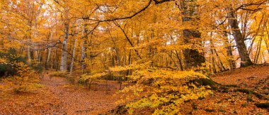 Yeşillik arka plan, Monti Cimini, Lazio, İtalya için afiş. Bir beechwood sonbahar renkleri. Beechs sarı yaprakları ile.