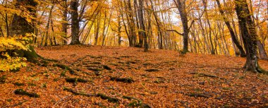 Yeşillik arka plan, Monti Cimini, Lazio, İtalya için afiş. Bir beechwood sonbahar renkleri. Beechs sarı yaprakları ile.
