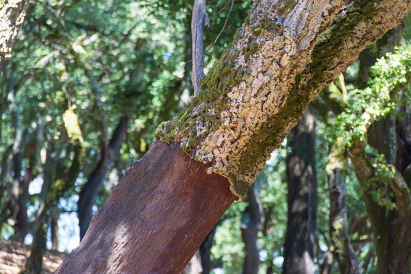 Alcornoques Pelados Bosque Portugal — Foto de Stock