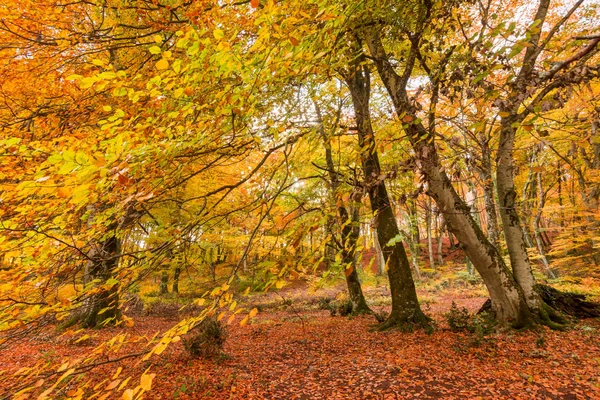 Feuillage Monti Cimini Latium Italie Couleurs Automne Dans Hêtre Beechs — Photo