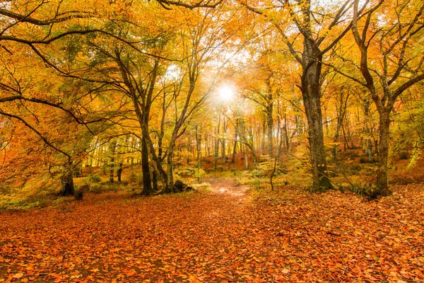 Feuillage Monti Cimini Latium Italie Couleurs Automne Dans Hêtre Beechs — Photo