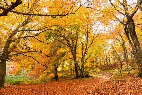 Feuillage Monti Cimini Latium Italie Couleurs Automne Dans Hêtre Beechs — Photo