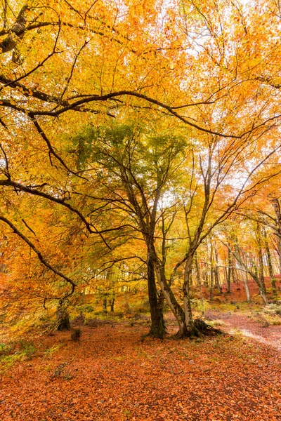 Folhagem Monti Cimini Lazio Itália Cores Outono Uma Madeira Faia — Fotografia de Stock