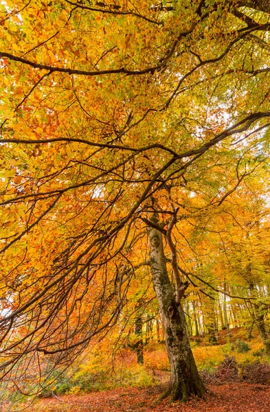 Foliage Monti Cimini Lazio Italy Autumn Colors Beechwood Beechs Yellow — Stock Photo, Image