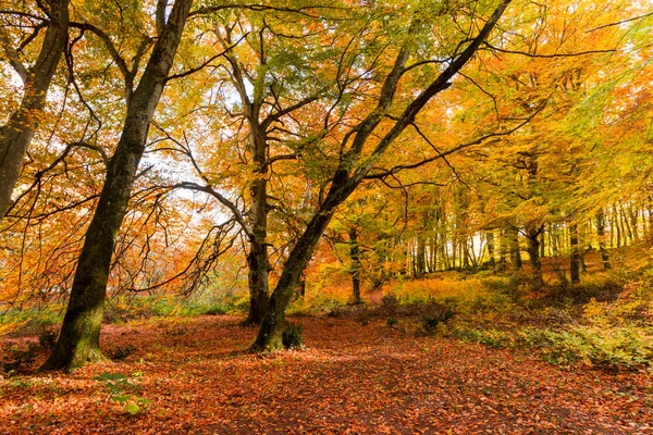 Feuillage Monti Cimini Latium Italie Couleurs Automne Dans Hêtre Beechs — Photo