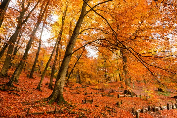 Feuillage Monti Cimini Latium Italie Couleurs Automne Dans Hêtre Beechs — Photo