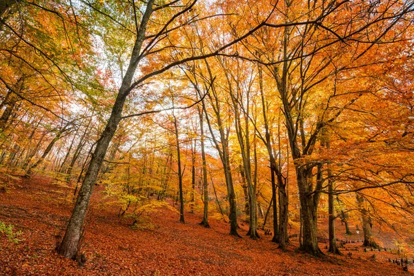 Feuillage Monti Cimini Latium Italie Couleurs Automne Dans Hêtre Beechs — Photo