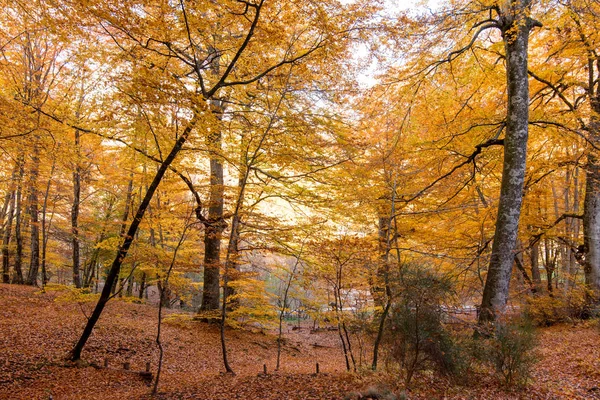 Feuillage Fond Monti Cimini Latium Italie Couleurs Automne Dans Hêtre — Photo