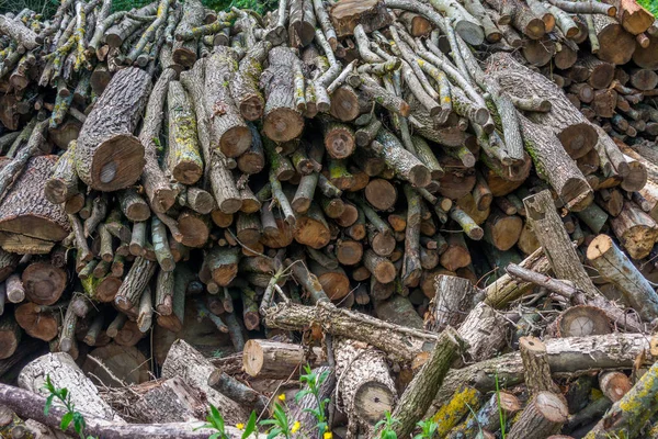 Madera recién cortada en el borde de un bosque — Foto de Stock