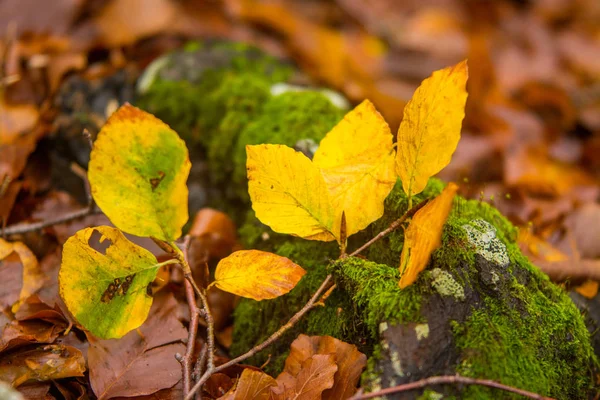 Laub im monti simbruini Nationalpark, Latium, Italien. Herbstwetter — Stockfoto