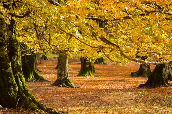 Feuillage dans le parc national Monti Simbruini, Latium, Italie. Automne c — Photo