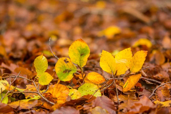 Laub im monti simbruini Nationalpark, Latium, Italien. Herbstwetter — Stockfoto