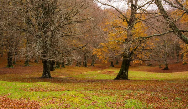 Леса в национальном парке Монти-Симбруини, Лацио, Италия. Осень c — стоковое фото