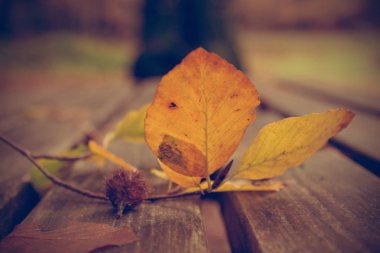 Bankta ölü yapraklar. Sonbahar ve sonbahar arka planı. Yeşillik içinde