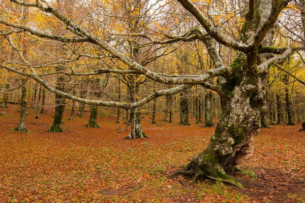 Fogliame nel Parco Nazionale Monti Simbruini, Lazio, Italia. Autunno c — Foto Stock