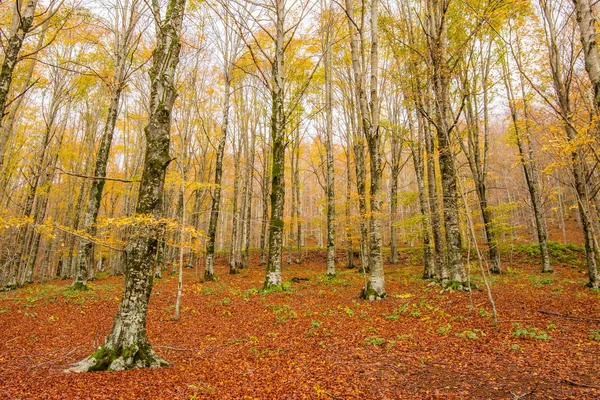 Monti Simbruini Milli Parkı'ndaki yapraklar, Lazio, İtalya. Sonbahar c