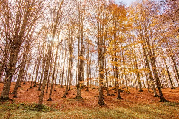 Laub im monti simbruini Nationalpark, Latium, Italien. Herbstwetter — Stockfoto