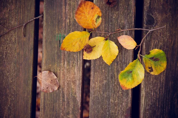 Martwe liście na ławce. Jesień i jesienne tło. Foliage w — Zdjęcie stockowe