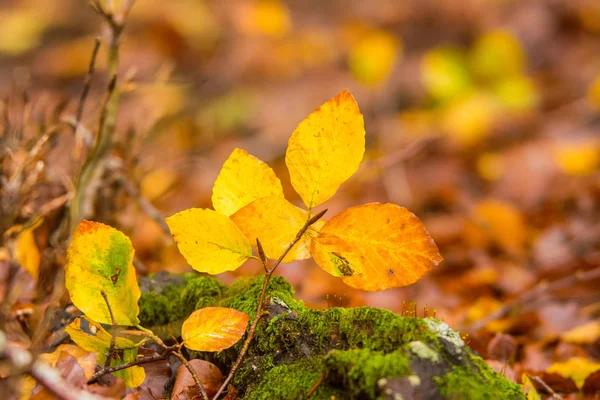 Laub im monti simbruini Nationalpark, Latium, Italien. Herbstwetter — Stockfoto