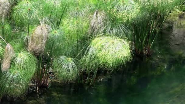 Fonte Aretusa Fonte Arethusa Plantas Papiro Siracusa Sicília Itália Filmagem — Vídeo de Stock