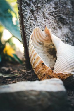 deniz kabukları ve çiçek bahçesinde