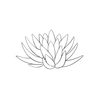 Lotus lily su