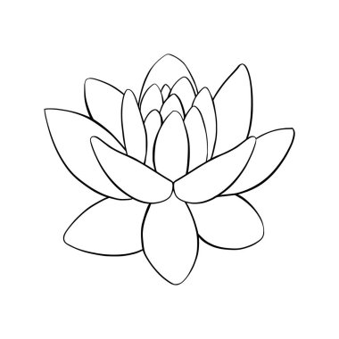 Lotus lily su