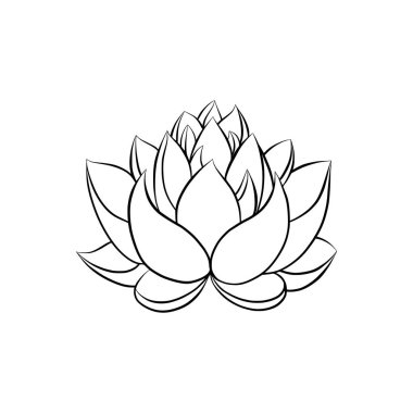 Lotus lily su