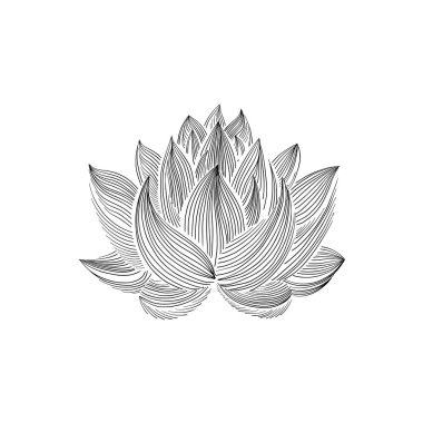 Lotus lily su