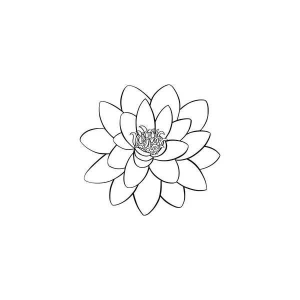 Lotus lily su — Stok Vektör