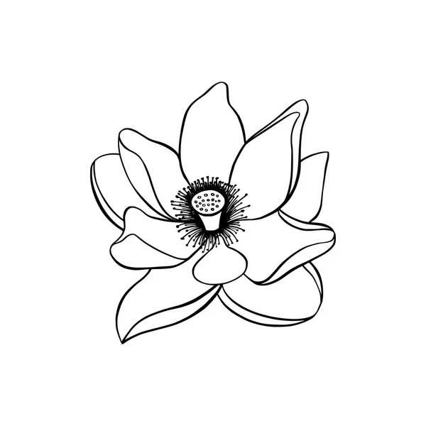 Lotus lily su — Stok Vektör